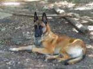 Belgian Malinois Puppy for sale in Merrimack, NH, USA