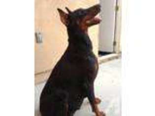Doberman Pinscher Puppy for sale in MIDWAY CITY, CA, USA