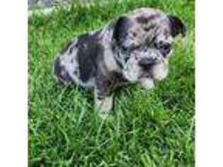 French Bulldog Puppy for sale in Liberty Lake, WA, USA