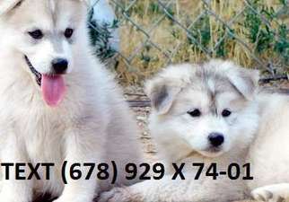 Wolf Hybrid Puppy for sale in New York Mills, NY, USA