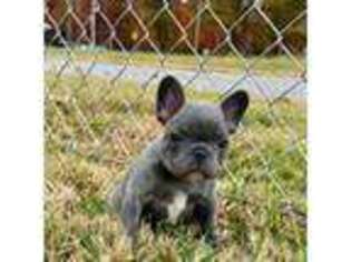 French Bulldog Puppy for sale in Jamestown, TN, USA