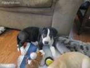 Great Dane Puppy for sale in Roseville, MI, USA