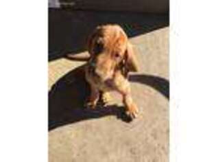 Bloodhound Puppy for sale in Platteville, CO, USA