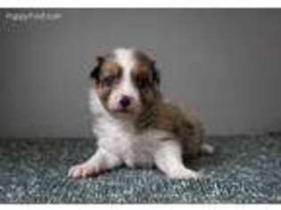 Australian Shepherd Puppy for sale in Anacortes, WA, USA