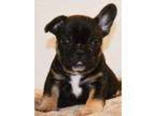 French Bulldog Puppy for sale in Washougal, WA, USA