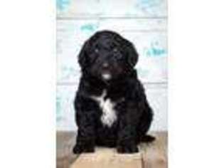 Goldendoodle Puppy for sale in Butler, IN, USA