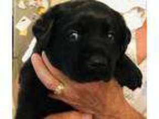 Labrador Retriever Puppy for sale in Madisonville, TN, USA