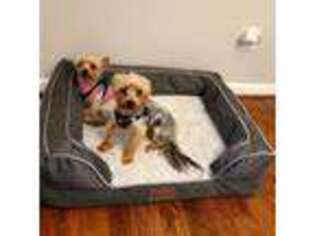 Yorkshire Terrier Puppy for sale in Woodstock, GA, USA