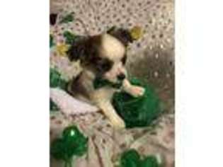 Papillon Puppy for sale in Sherman, TX, USA