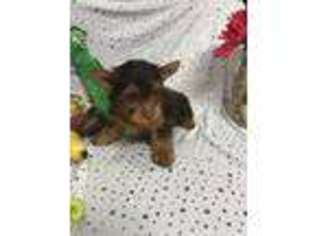 Yorkshire Terrier Puppy for sale in Holland, TX, USA
