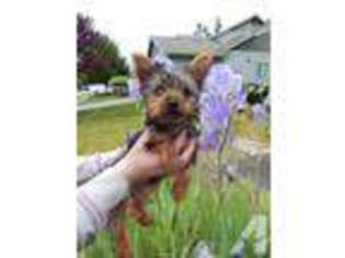 Yorkshire Terrier Puppy for sale in ORTING, WA, USA