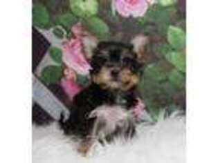 Chorkie Puppy for sale in Warsaw, IN, USA