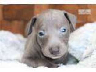 Italian Greyhound Puppy for sale in Monroe, LA, USA