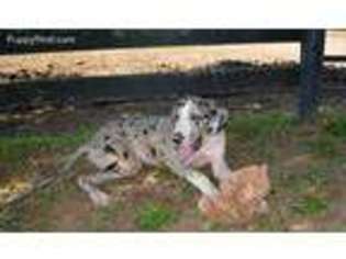Great Dane Puppy for sale in Lexington, KY, USA