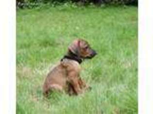 Rhodesian Ridgeback Puppy for sale in Portland, OR, USA