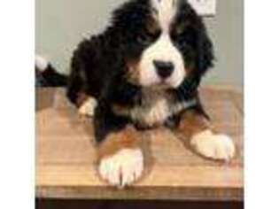 Bernese Mountain Dog Puppy for sale in Pleasant Plains, IL, USA