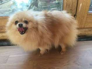 Pomeranian Puppy for sale in Mc Clellandtown, PA, USA