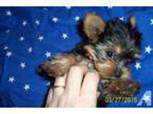 Yorkshire Terrier Puppy for sale in HARRISON, MI, USA