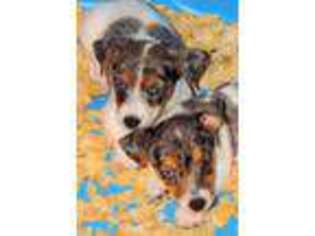 Jack Russell Terrier Puppy for sale in Glenpool, OK, USA