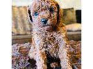Mutt Puppy for sale in Andrews, TX, USA