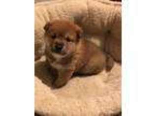 Shiba Inu Puppy for sale in Butler, PA, USA