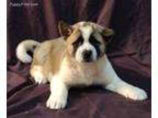 Akita Puppy for sale in Guthrie, OK, USA