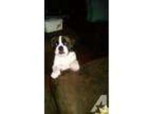 Bulldog Puppy for sale in SALTILLO, MS, USA