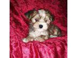 Yorkshire Terrier Puppy for sale in Gaffney, SC, USA