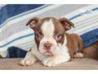 Boston Terrier Puppy for sale in Harrisburg, PA, USA