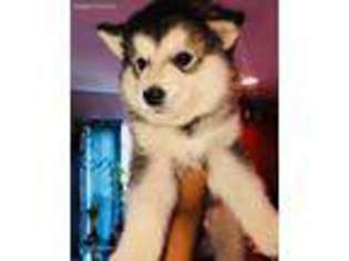 Alaskan Malamute Puppy for sale in Summerville, SC, USA