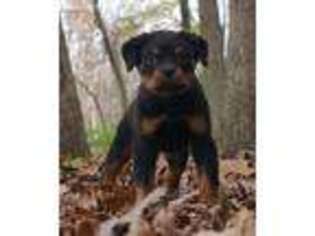 Rottweiler Puppy for sale in Warsaw, IN, USA