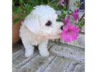 Bichon Frise Puppy for sale in Smithville, TN, USA