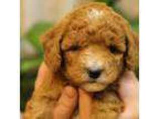 Goldendoodle Puppy for sale in Geneva, IN, USA
