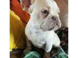 French Bulldog Puppy for sale in Greenville, TX, USA