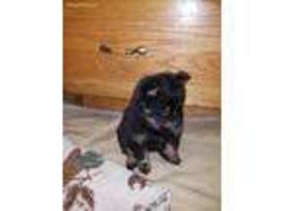 Pomeranian Puppy for sale in Elbert, CO, USA