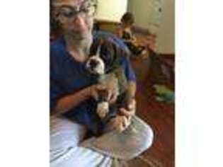 Boxer Puppy for sale in New Braunfels, TX, USA