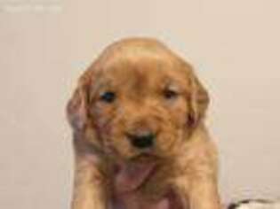 Golden Retriever Puppy for sale in Simpsonville, KY, USA