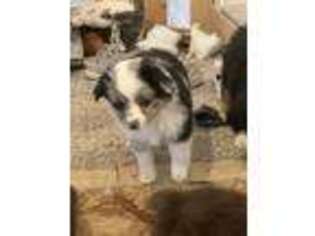 Miniature Australian Shepherd Puppy for sale in West Haven, UT, USA