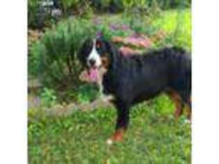Bernese Mountain Dog Puppy for sale in Marcellus, MI, USA