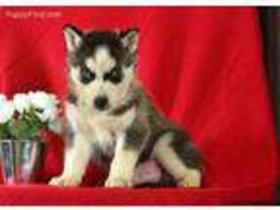 Siberian Husky Puppy for sale in Elizabethville, PA, USA
