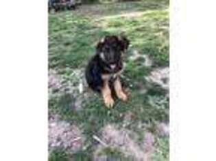 German Shepherd Dog Puppy for sale in Capitol Heights, MD, USA
