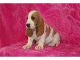 Basset Hound Puppy for sale in Georgetown, OH, USA