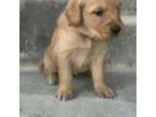 Golden Retriever Puppy for sale in Bridgeport, TX, USA