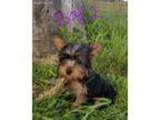 Yorkshire Terrier Puppy for sale in Delphi, IN, USA
