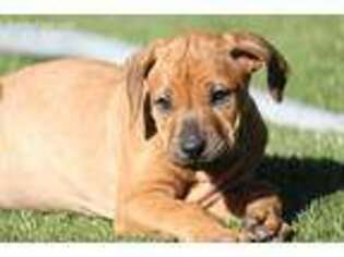 Rhodesian Ridgeback Puppy for sale in Dinuba, CA, USA