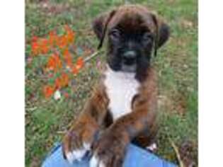 Boxer Puppy for sale in Westville, IN, USA