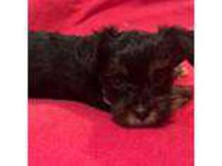 Yorkshire Terrier Puppy for sale in Port Saint Lucie, FL, USA