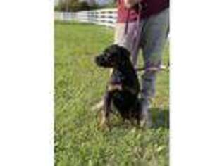 Rottweiler Puppy for sale in Harrodsburg, KY, USA