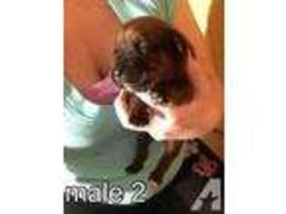 Boxer Puppy for sale in BREMEN, IN, USA