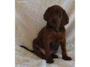 Redbone Coonhound Puppy for sale in Silva, MO, USA